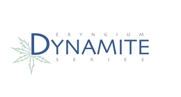ERYNGIUM DYNAMITE SERIES trademark
