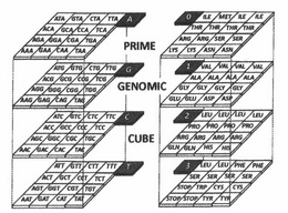 PRIME GENOMIC CUBE AAA, GAA CAA TAA AGA GGA CGA TGA ACA GCA CCA TCA ATA GTA CTA TTA AAG GAG CAG TAG AGG GGG CGG TGG ACG GCG CCG TCG ATG GTG CTG TTG AAC GAC CAC TAC AGC GGC CGC TGC ACC GCC CCC TCC ATC GTC CTC TTC AAT GAT CAT TAT AGT GGT CGT TGT ACT GCT CCT TCT ATT GTT CTT TTT LYS LYS ASN ASN ARG ARG SER SER THR THR THR THR ILE MET ILE ILE GLU GLU ASP ASP GLY GLY GLY GLY ALA ALA ALA ALA VAL VAL VAL VAL GLN GLN HIS HIS ARG ARG ARG ARG PRO PRO PRO PRO LEU LEU LEU LEU STOP STOP TYR TYR STOP TRP CYS CYS SER SER SER SER LEU LEU PHE PHE A G C T 0 1 2 3 trademark