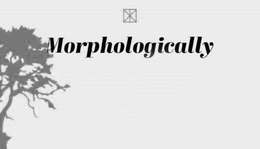 MORPHOLOGICALLY trademark