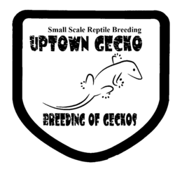 SMALL SCALE REPTILE BREEDING UPTOWN GECKO BREEDING OF GECKOS trademark