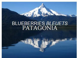 BLUEBERRIES BLEUETS PATAGONIA trademark