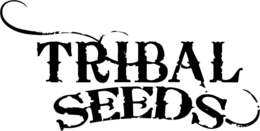 TRIBAL SEEDS trademark