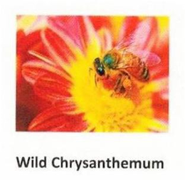WILD CHRYSANTHEMUM trademark