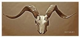 DISCIPLES trademark