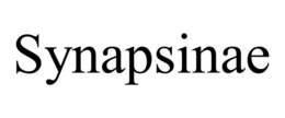 SYNAPSINAE trademark