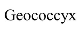 GEOCOCCYX trademark