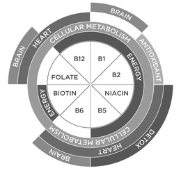 BRAIN BRAIN DETOX BRAIN HEART ANTIOXIDANT HEART CELLULAR METABOLISM CELLULAR METABOLISM ENERGY ENERGY FOLATE B12 B1 B2 NIACIN B5 B6 BIOTIN trademark