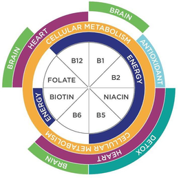 BRAIN BRAIN DETOX BRAIN HEART ANTIOXIDANT HEART CELLULAR METABOLISM CELLULAR METABOLISM ENERGY ENERGY FOLATE B12 B1 B2 NIACIN B5 B6 BIOTIN trademark