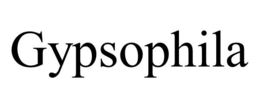 GYPSOPHILA trademark