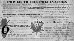 POWER TO THE POLLINATORS NATIVE AMERICAN INDIANS.. BEE DIE MAN HAS FOUR YEARS LEFT.. ALBERT EINSTEIN ECHOED THIS "WHEN THE HONEY  BEES ARE THE WISDOM KEEPERS OF THE SOUTH, SUMMER IS THEIR SEASON INDIAN BEE GODDESS-BHRAMAN DEVI. GODDESS FREQUENTLY TURN INTO BEES TO WARD OFF DEMONS AND PURIFY THE LAND WHEN RA THE EGYPTIAN SUN GOD WEEPS, THE WATER WHICH FLOWS FROM HIS EYES TURNS INTO WORKING BEES. OUR SMALLEST TEACHERS OFFER US OUR MOST PROFOUND LESSONS THE HEXAGON SHAPE IS COSMIC HARMONY THESE GEOMETRIC STRUCTURES ARE HIGHLY ARCHETYPAL TO HUMAN CONSCIOUSNESS THE AVERAGE WORKER BEE WILL MAKE ONE 12TH OF A TEASPOON OF HONEY BEE HUMMING WAS EMULATED IN VECTIC CHANTS EGYPTIANS WERE BURIED WITH THEIR HONEY HONEY BEE ALCHOMIZES THE ELEMENT OF FIRE FROM THE SUN INTO THE SWEETNESS OF LIFE INSECTS ARE OUR FIRST ALERTERS-OUR BODIES ARE EXTENSIONS OF MOTHER EARTH BEES REPRESENT THE INTERCONNECTEDNESS OF ALL THINGS AS THEY MOVE FROM FLOWER TO FLOWER MONKS LIVED IN BEE-HIVE SHAPED HUTS FOUR OF TEN BITES OF FOOD COME FROM THE WORK OF BEES AS WE HEAL AND TRANSFORM OURSELVES, EARTH HEALS WITH US BEES COMMUNICATE THROUGH DANCING THE ICON OF NAPOLEON'S REIGN " THE BEE" HONEY BEE BREATHING ACTIVATES THE THIRD EYE CHAKRA CELEBRATE THE DANDELIONS BEES ARE SO SMALL AND ABLE TO ACHIEVE SO MUCH HONEY BOOST SERITONIN SIX PARTTS OF THE EYE ARE ASSOCIATED WITH OUR SIX SENSES 6 BEE IS "FU" IN CHINESE, ICONOGRAPHY REPRESENTS HAPPINESS, LUCK, PROSERITY AND PEACE BEES LABOR FOR OTHERS AND WORK UNCEASINGLY FOR THE COMMON GOOD BEES ARE PRODUCTIVE NEVER SIDE-TRACKED FROM THEIR GOAL BEES EYES ARE MADE FROM HUNDREDS OF HEXAGONS THE BEES ARE ALTRUISTIC AND SERVES OTHERS BEFORE IT SERVES ITSELF BEES ARE THE MESSENGERS OF LIFE AND SERVICE THE ONLY DIFFERNCE BETWEEN A WEED AND A FLOWER IS JUDGEMENT. HONEY BEES ARE THE STARK HONEST MIRROR OF THE HEALTH OF HUMANS- THE SACRED HEXAGON SHAPE OF THE HONEYCOMB IS LIKE OUR CELLS. BEES SYMBOLIZE COMMUNITY AND TEAMWORK BUZZZZ HMMM ZUM ZUM THE INFINITE BUZZING IS RELATED TO THE PRIMORDIAL ACT OF CREATION trademark