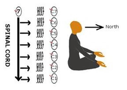 SPINAL CORD NORTH 7 C7 C6 C5 C4 C3 C2 C1 trademark