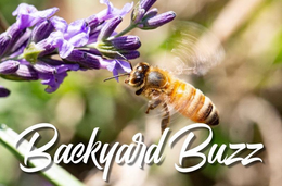 BACKYARD BUZZ trademark