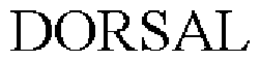 DORSAL trademark