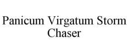 PANICUM VIRGATUM STORM CHASER trademark