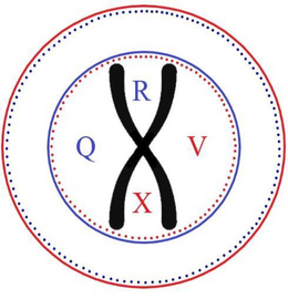 Q R V X X trademark