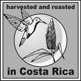 HARVESTED AND ROASTED IN COSTA RICA trademark