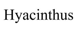 HYACINTHUS trademark