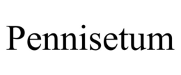 PENNISETUM trademark