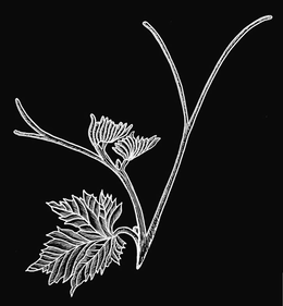 V trademark