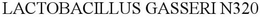 LACTOBACILLUS GASSERI N320 trademark