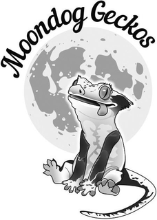 MOONDOG GECKOS trademark