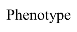 PHENOTYPE trademark