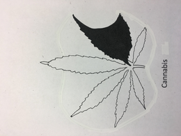CANNABIS trademark