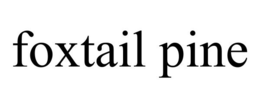 FOXTAIL PINE trademark