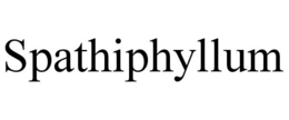 SPATHIPHYLLUM trademark