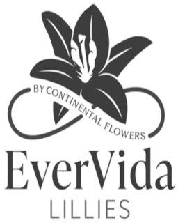 EVERVIDA LILLIES BY CONTINENTAL FLOWERS trademark