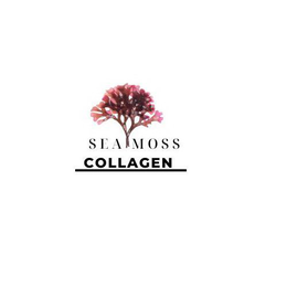SEA MOSS COLLAGEN trademark
