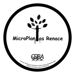 MICROPLANTAS RENACE CEIBA CENTRO DE ENSEÑANZA E INVESTIGACIÓN EN BIOTECNOLOGÍA Y AGROBIOTECNOLOGÍA PONTIFICIA UNIVERSIDAD CATÓLICA DE PUERTO RICO trademark