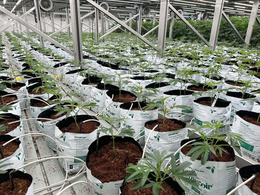 GROWCOIR trademark