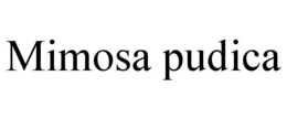 MIMOSA PUDICA trademark