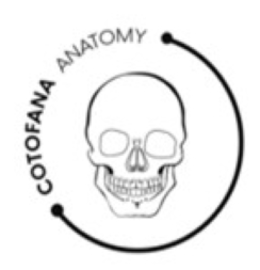 COTOFANA ANATOMY trademark
