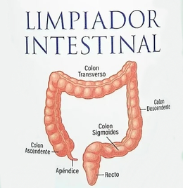 LIMPIADOR INTESTINAL COLON ASCENDENTE APÉNDICE COLON TRANSVERSO COLON SIGMOIDES RECTO COLON DESCENDENTE trademark