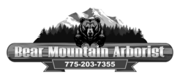 BEAR MOUNTAIN ARBORIST (775) 203-7355 trademark